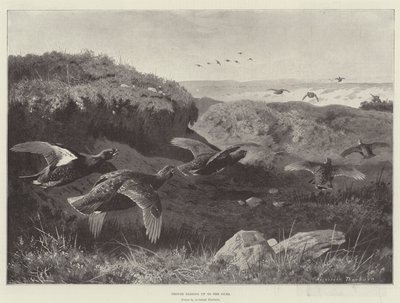 Grouse Gliding up to the Guns by Archibald Thorburn